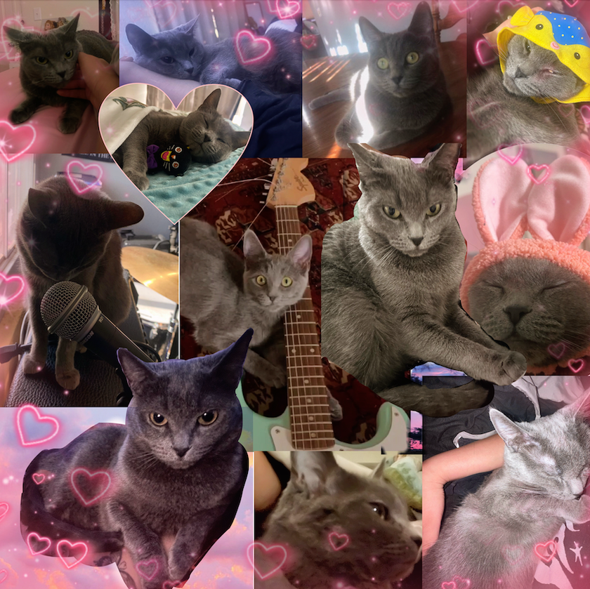 Chow Collage