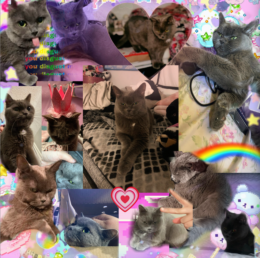 Miso Collage