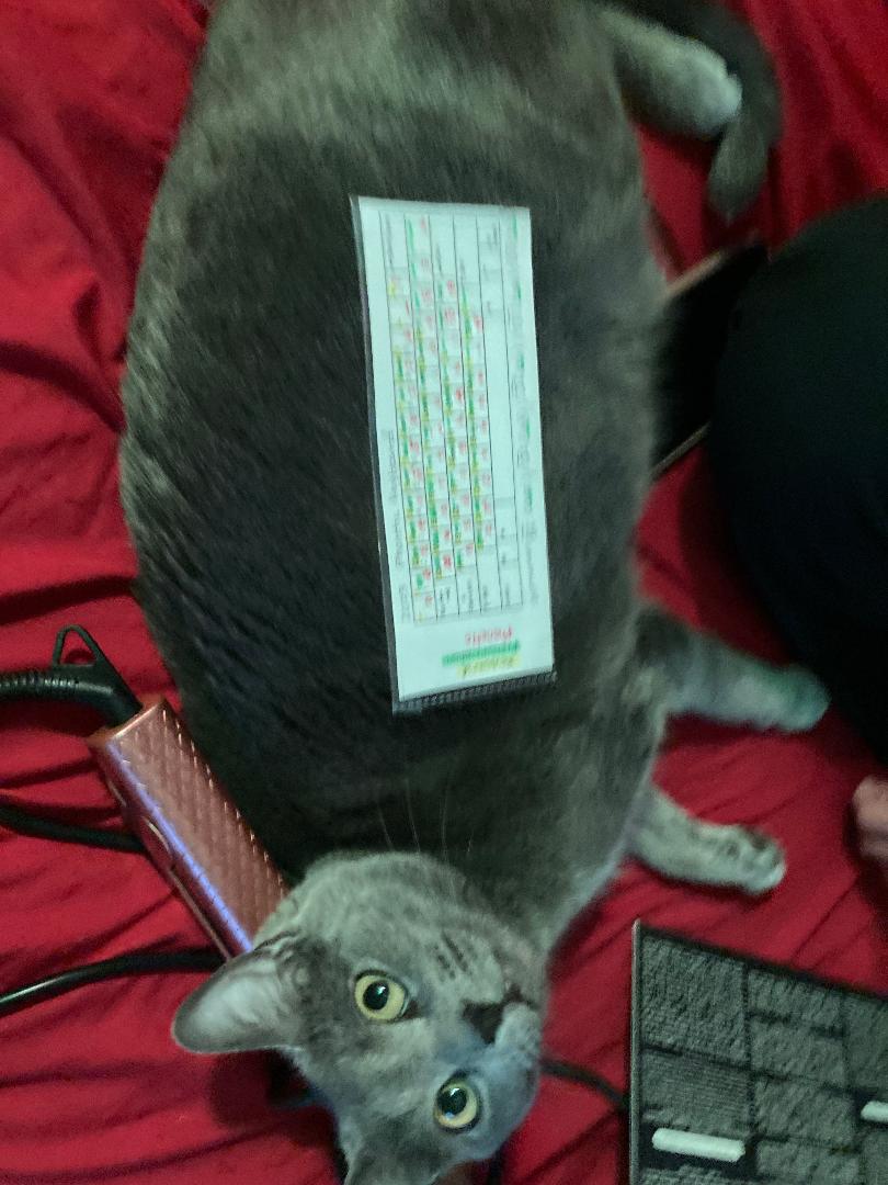 C2